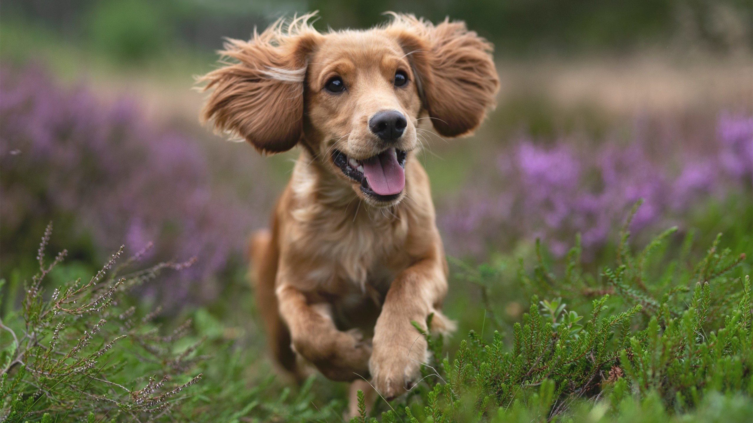 跨次元对决，锡安49分凿穿深圳铁幕，一场改写篮球认知的永恒瞬间