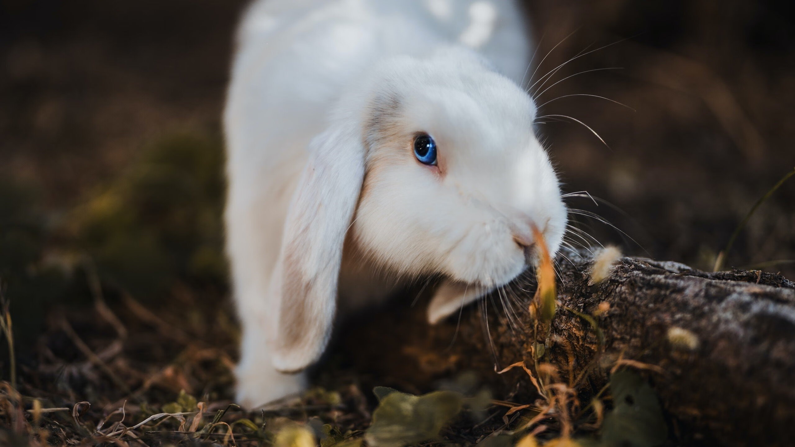 雷火电竞合作-掘金决胜猛龙，年度焦点之战的争冠启示