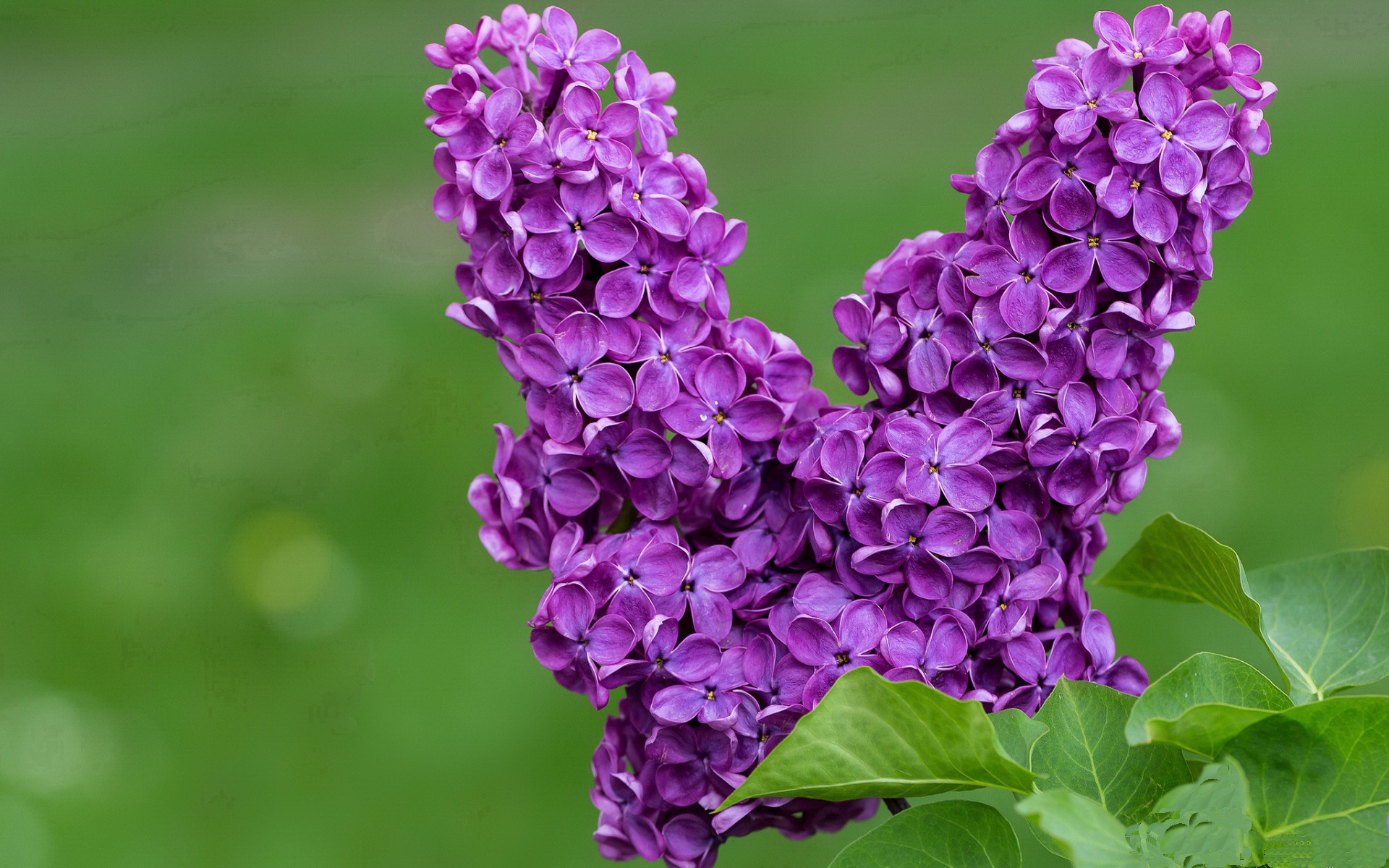 雷火电竞下载-绿茵圣殿的独舞，奥利维耶之夜如何定义完美
