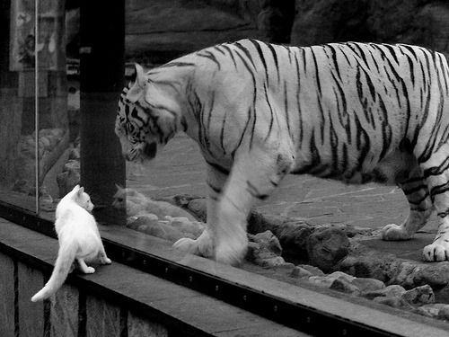 哈登爆发背后，广厦队防守哲学如何锁死凯尔特人式进攻