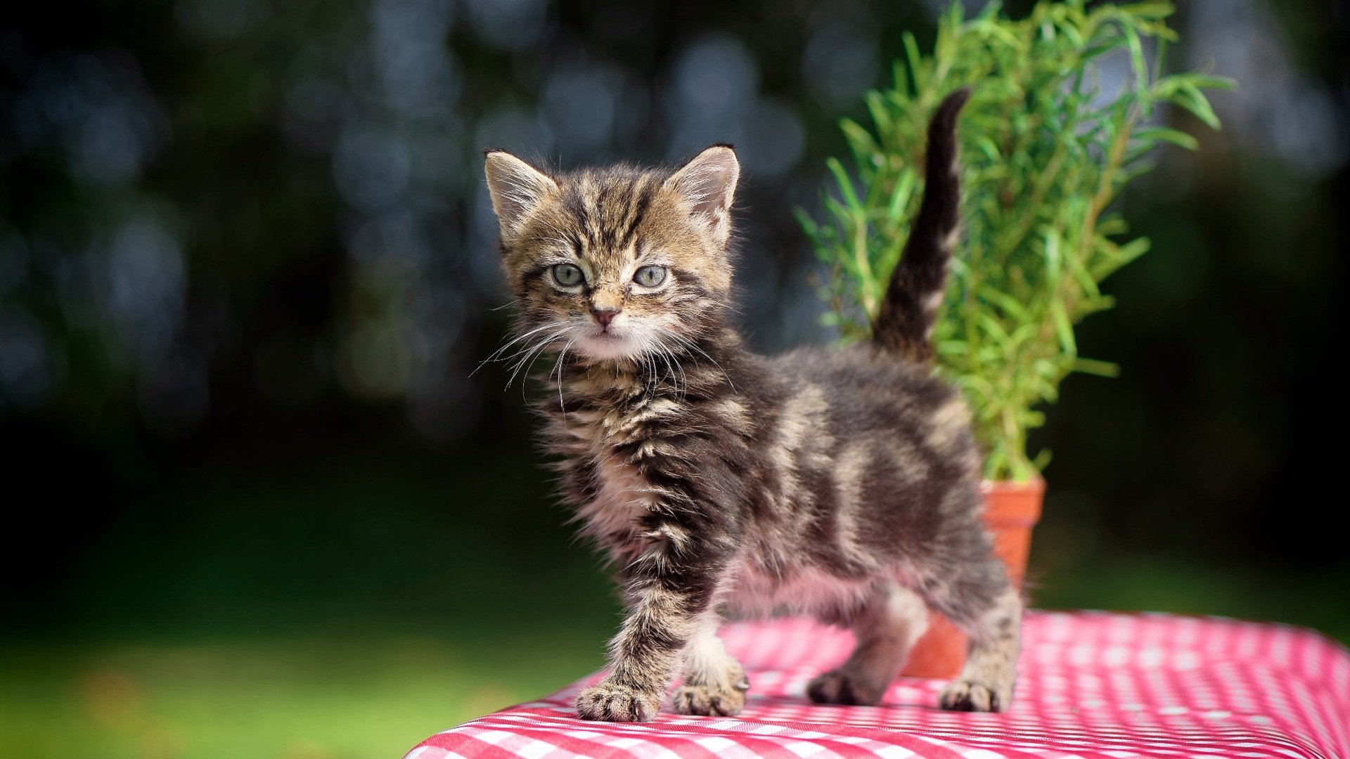 风驰电掣与绿茵奔腾，跨越赛道的年度激情