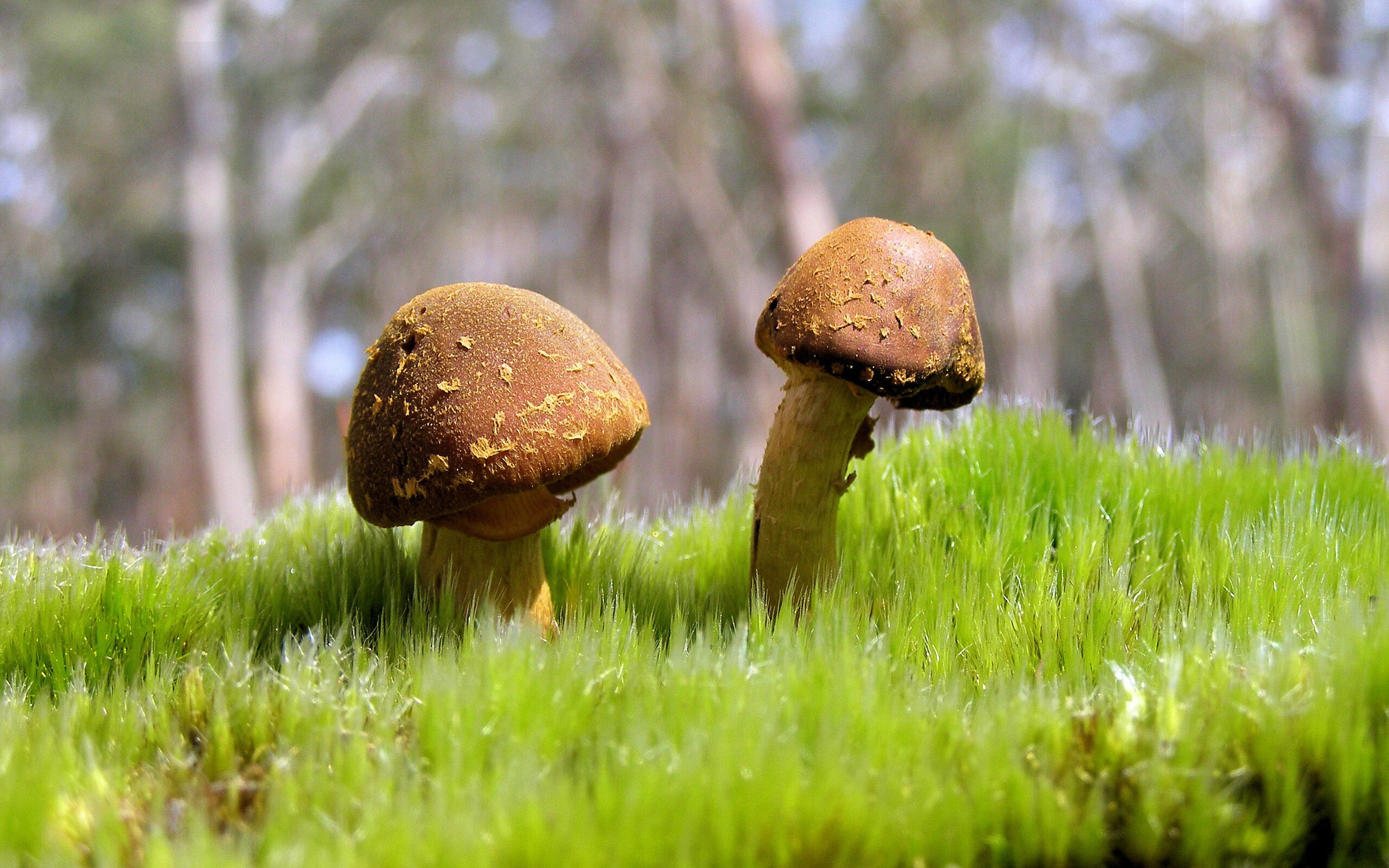 跨越16000公里的绝杀，阿拉巴一球点燃安第斯与亚得里亚海的交响