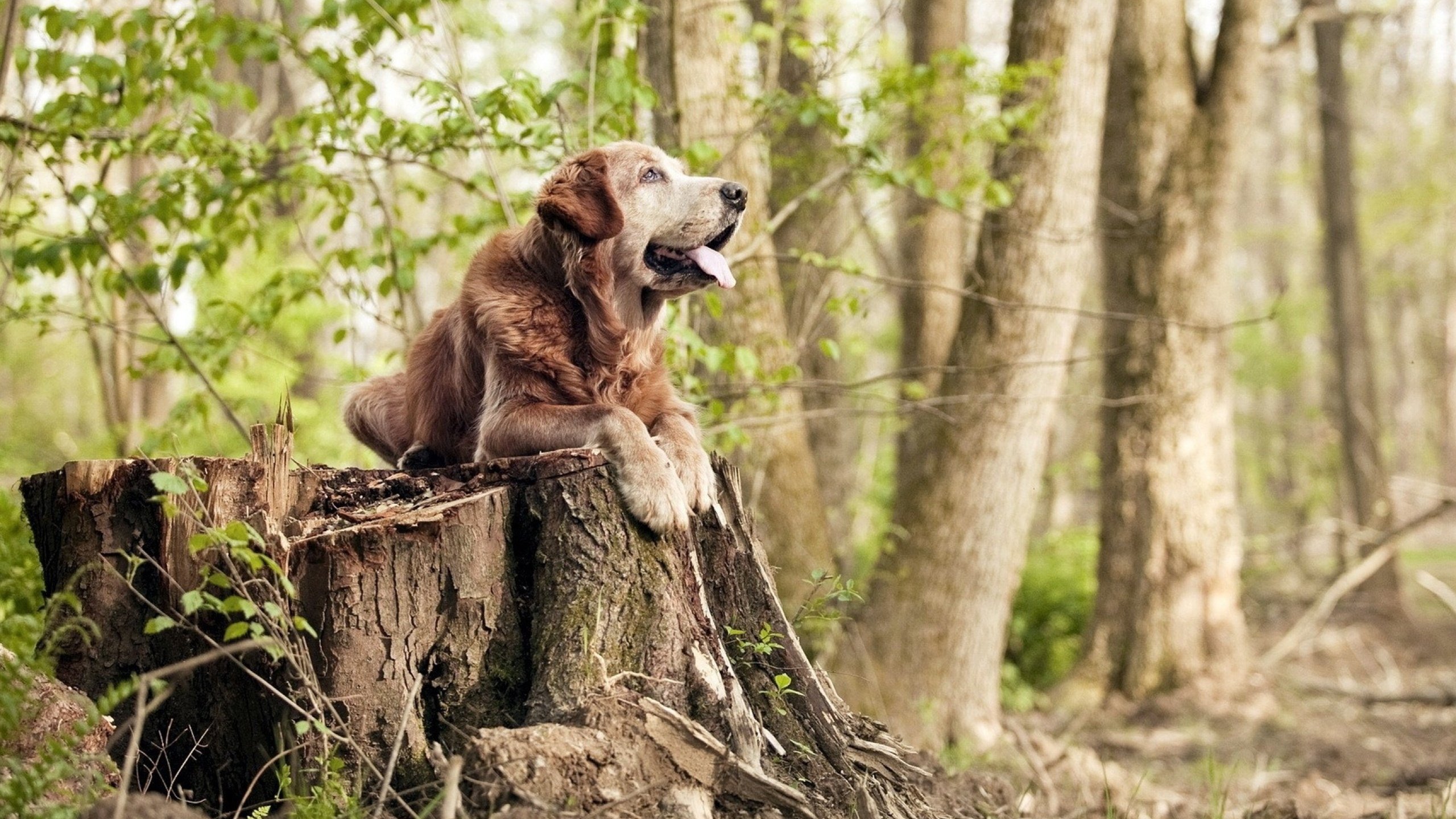 阿克百战声威震,伊拉克雄鹰击破贝蒂斯铁壁