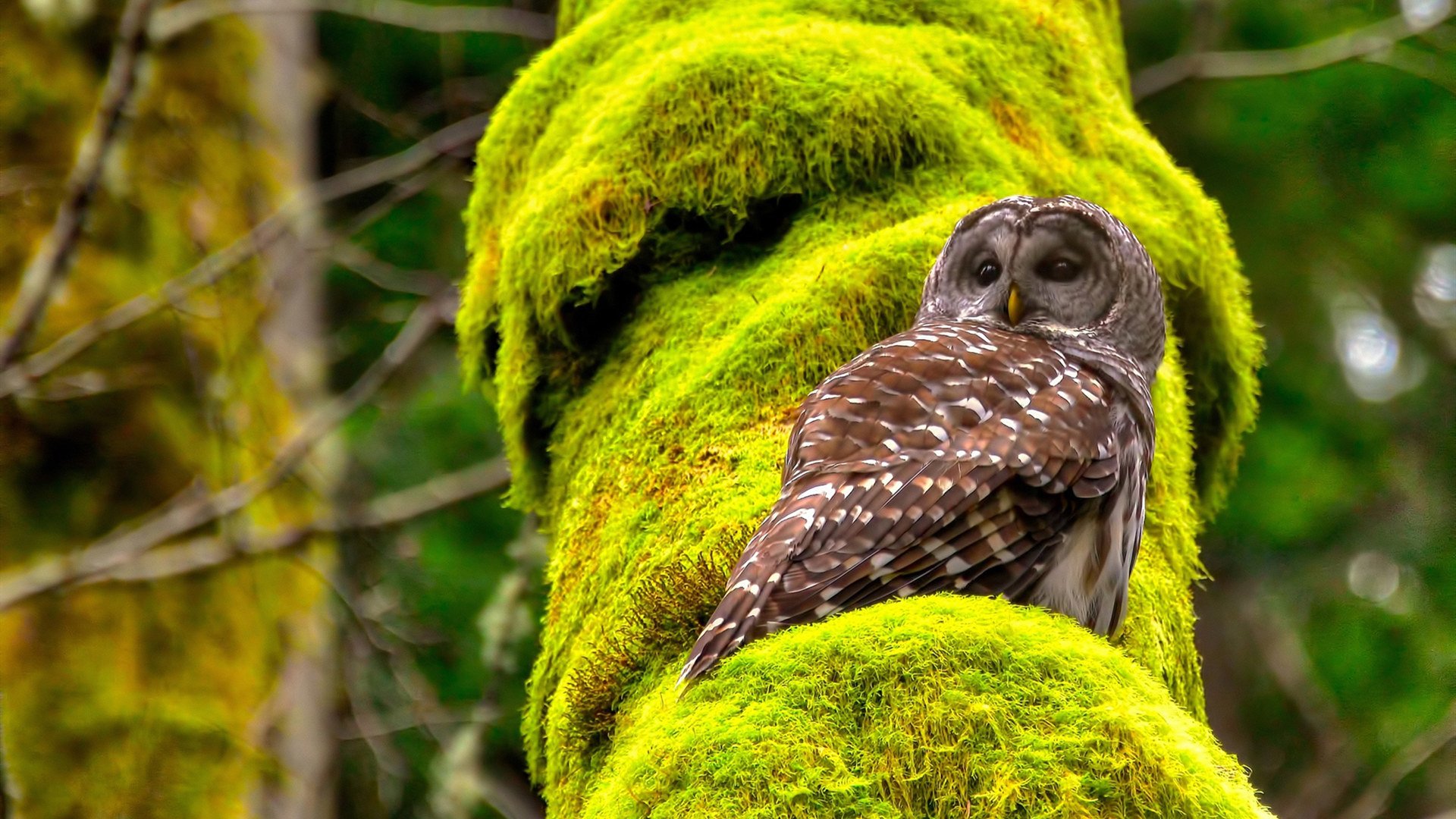 马赛对阵阿尔及利亚，当足球不再是友谊赛，罗德里持续制造的历史性杀伤