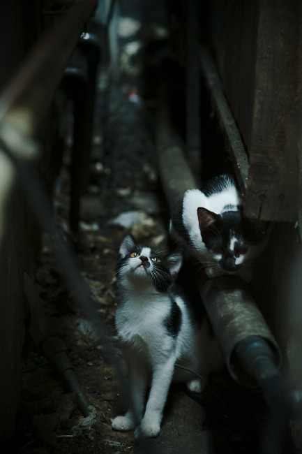 荷式铁壁,范戴克化身人体T细胞,荷兰以防守免疫学原理噬灭勒沃库森