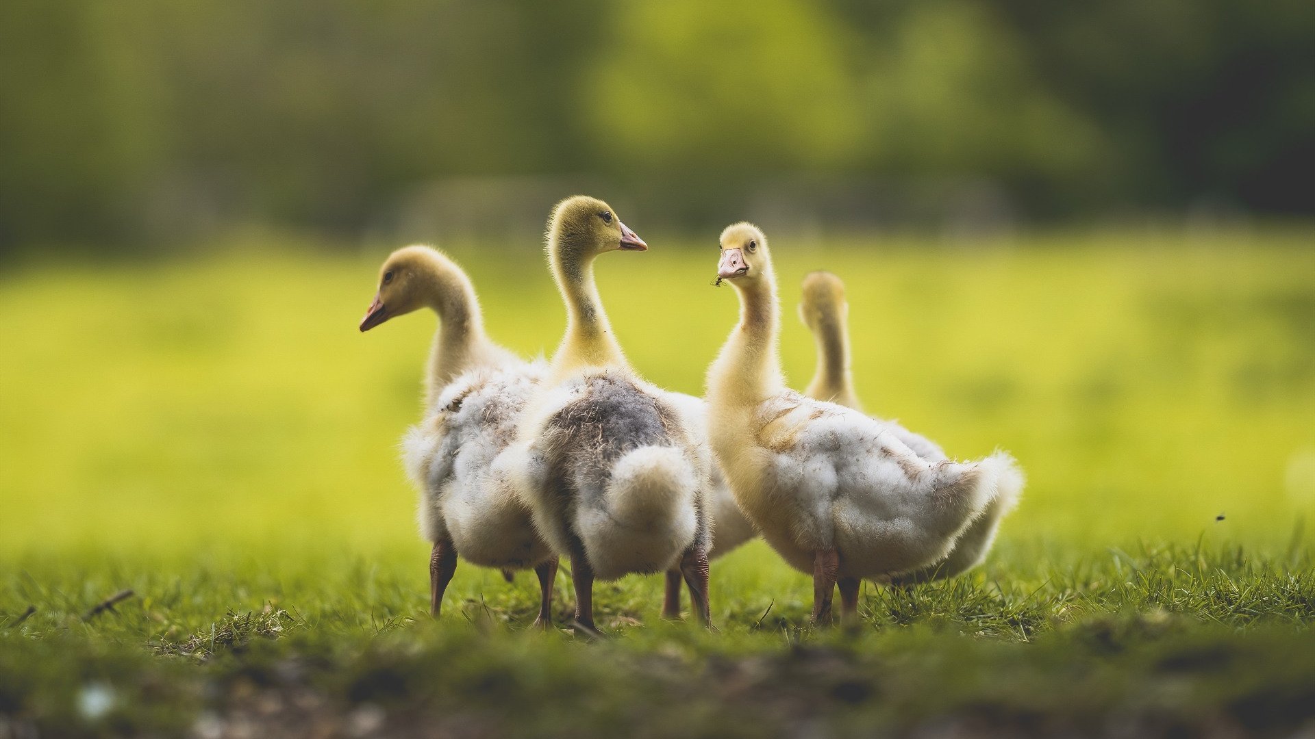 双冠王血战次元壁，魔术主场险胜辽宁，一场跨越次元的篮球盛宴