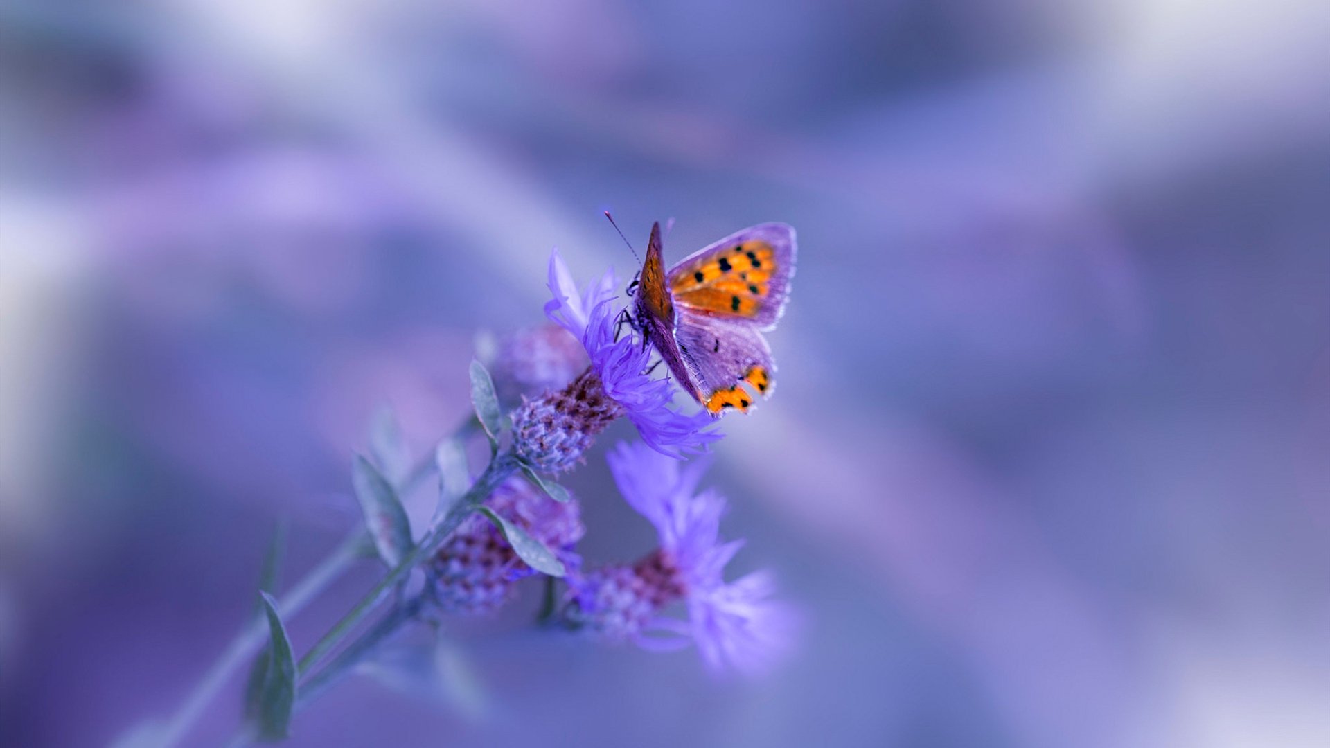 欧冠风云跨界NBA，哈利伯顿淘汰赛式接管，步行者一波流卷走马刺