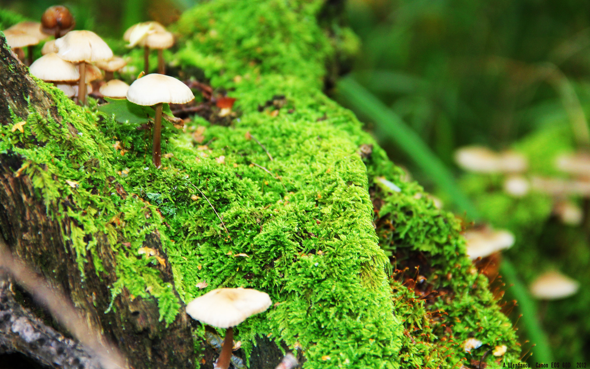 皮克在北境哨塔,当德意志铁骑遇见紫色百合