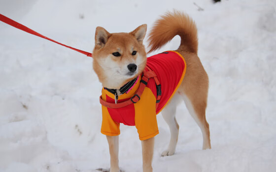 同一片土地，同一个神话，希腊战神的影子与荷兰神塔的崛起