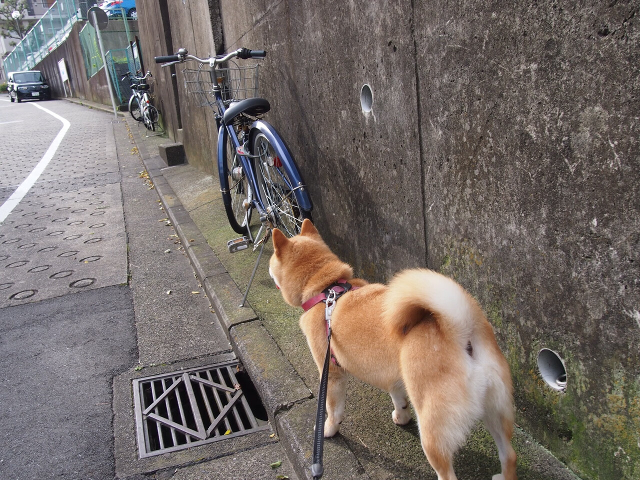 平行时空·足球神话黄昏当本泽马化身旧神，马竞绝杀波兰撕裂现实